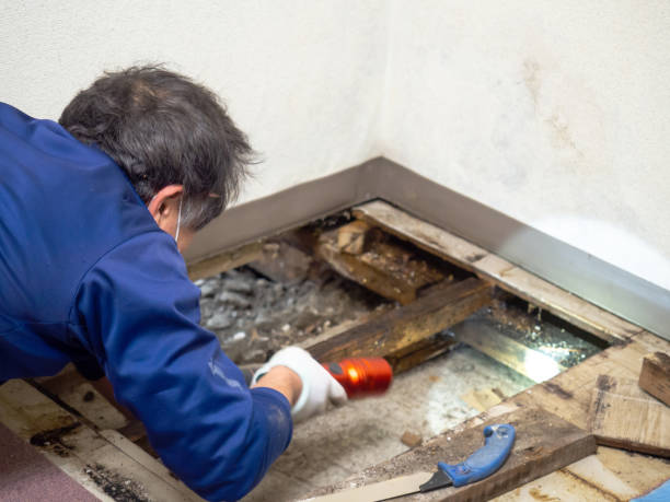 Best Same-Day Mold Removal  in Fort Clark Springs, TX