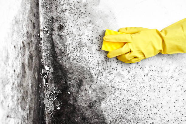 Best Residential Mold Removal  in Fort Clark Springs, TX