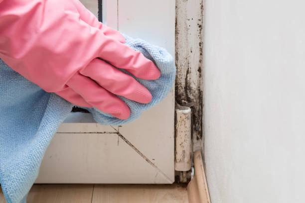 Best Commercial Mold Removal  in Fort Clark Springs, TX